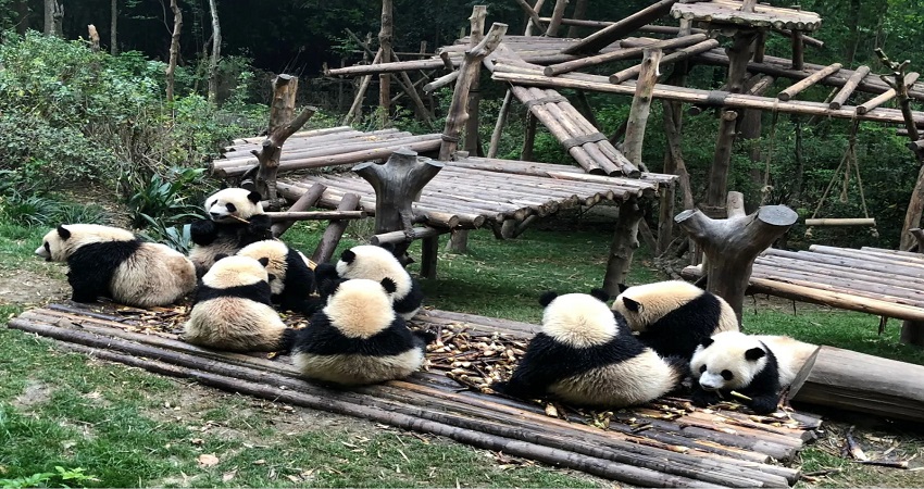 Công viên gấu trúc Đô Giang Yển