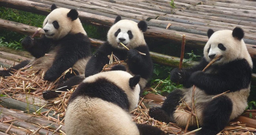 Công viên gấu trúc Thành Đô