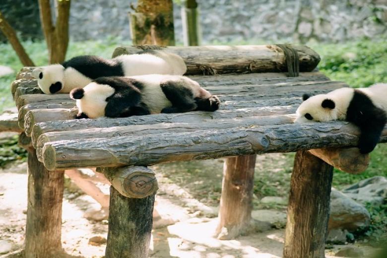 Công Viên Gấu Trúc