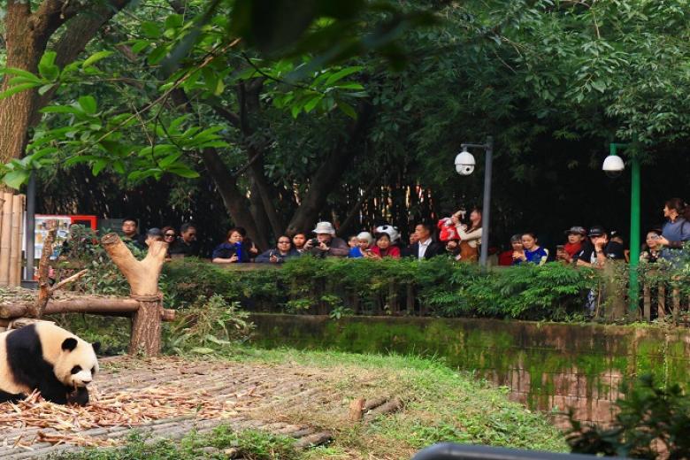 Công Viên Gấu Trúc