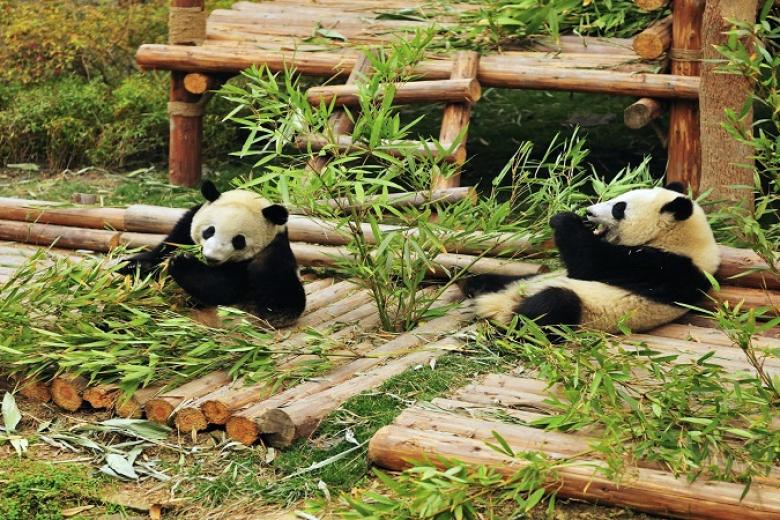 Công Viên Gấu Trúc