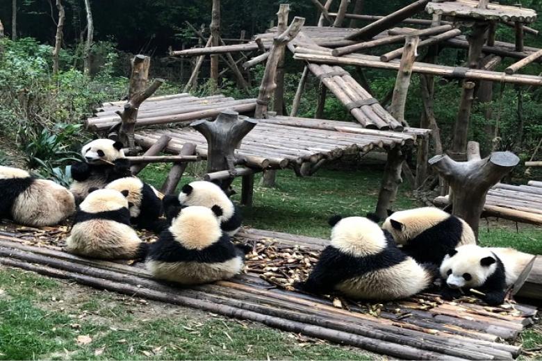 Công Viên Gấu Trúc