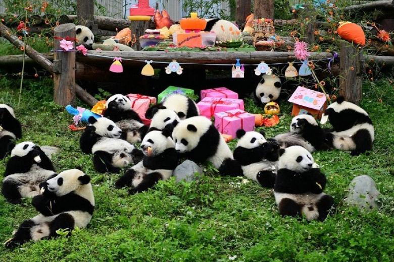 Công viên Gấu Trúc Thành Đô