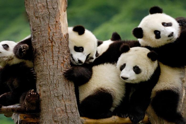 Công viên Gấu Trúc Thành Đô