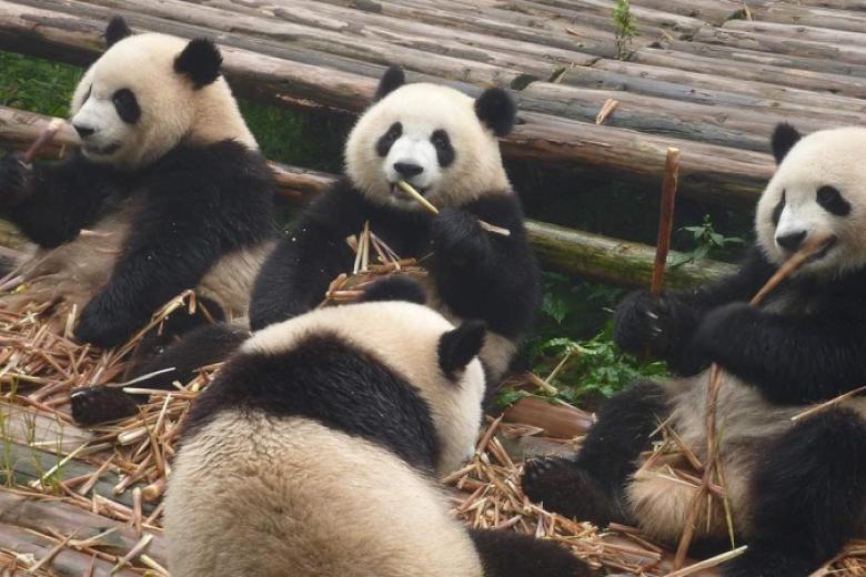 Công viên Gấu Trúc Thành Đô