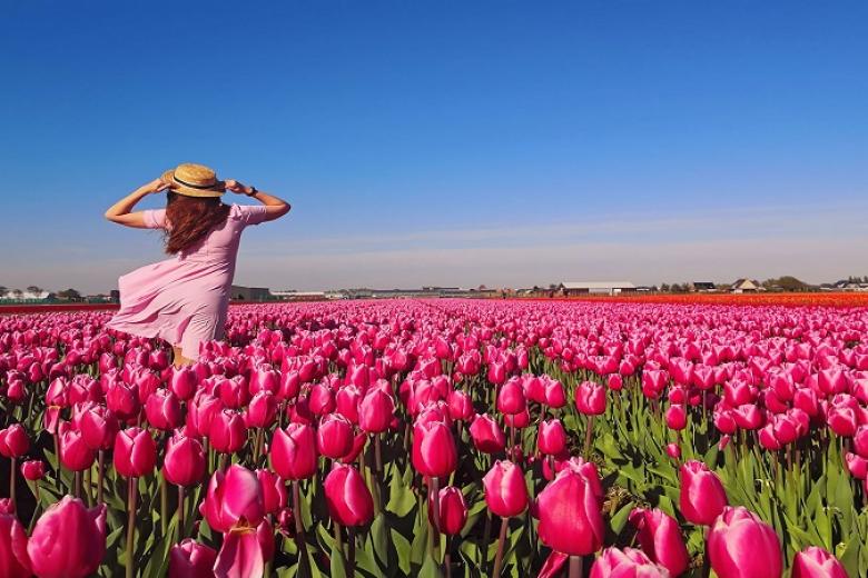 Lễ hội hoa Tulip rực rỡ sắc màu