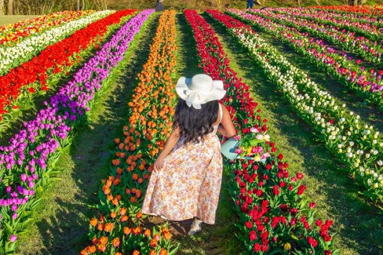 Lễ hội hoa Tulip rực rỡ sắc màu