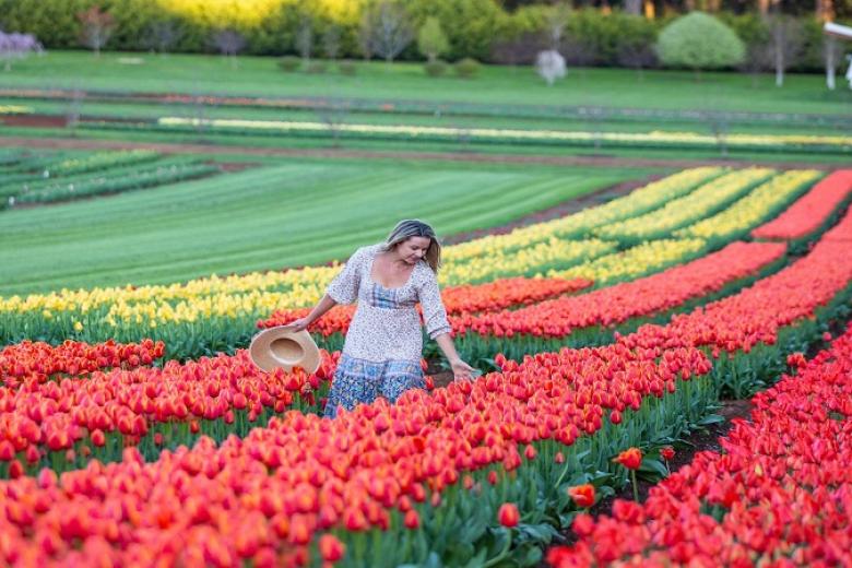 Lễ hội hoa Tulip rực rỡ sắc màu