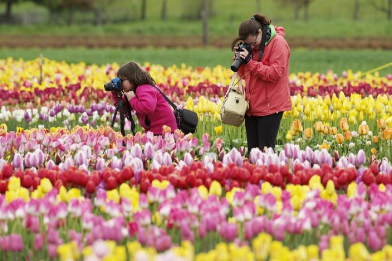 Lễ hội hoa Tulip rực rỡ sắc màu
