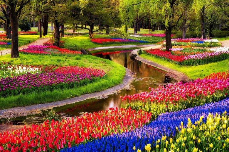 Lễ hội hoa Tulip rực rỡ sắc màu