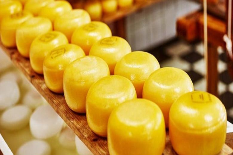 Thăm quan Nhà máy sản xuất phomai