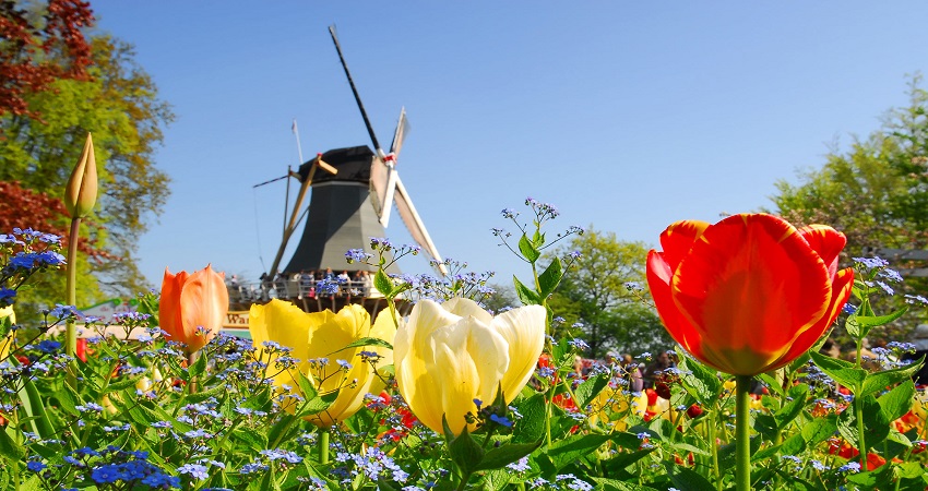 Vườn hoa Keukenhof Vườn hoa Keukenhof