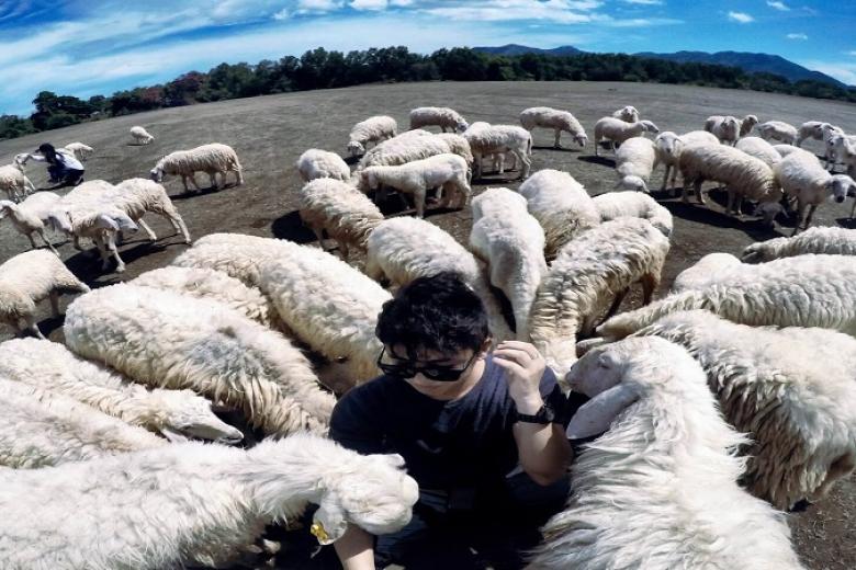 Đồng cừu Suối Nghệ