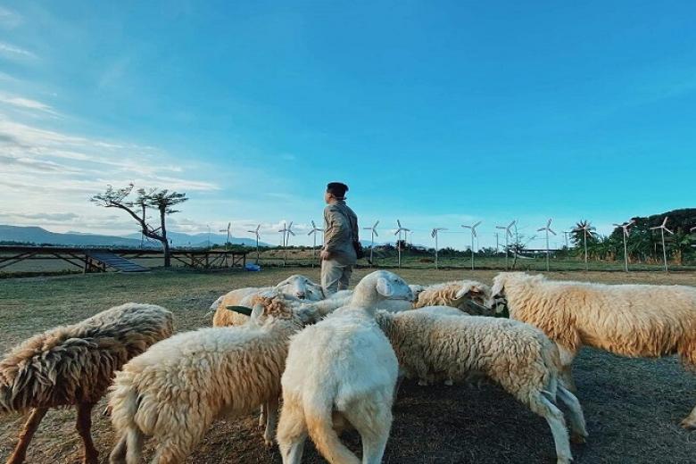 Đồng cừu Suối Nghệ