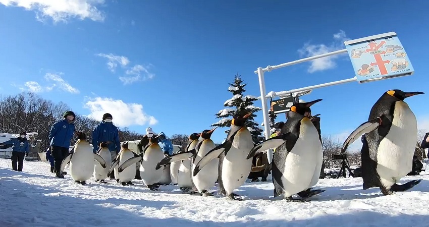 Asahiyama Zoo