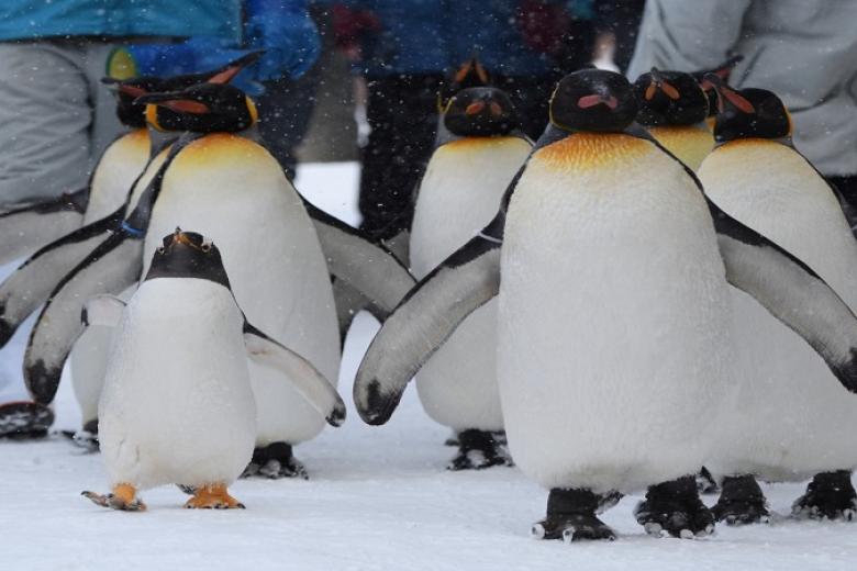 Asahiyama zoo