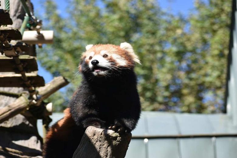 Asahiyama zoo