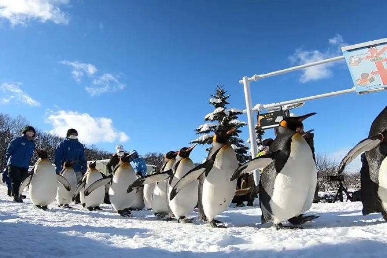 Asahiyama zoo