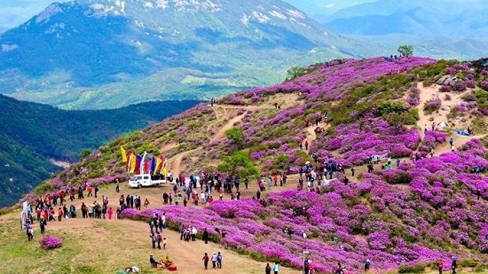 Jeju mùa hoa đỗ quyên