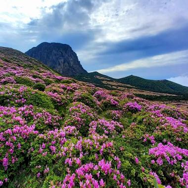 Đà Nẵng - Jeju 5N5Đ, Bay Vietjet Air + KS 3*, Khám phá thiên đường đảo mùa hoa đỗ quyên