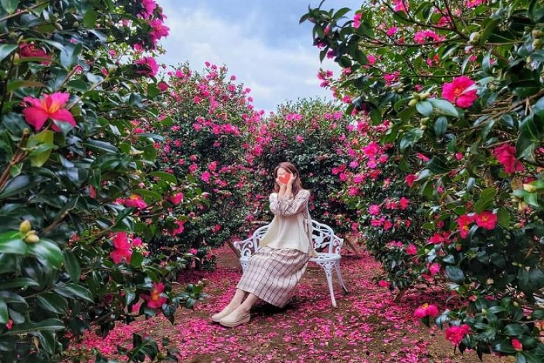 Camellia Hill
