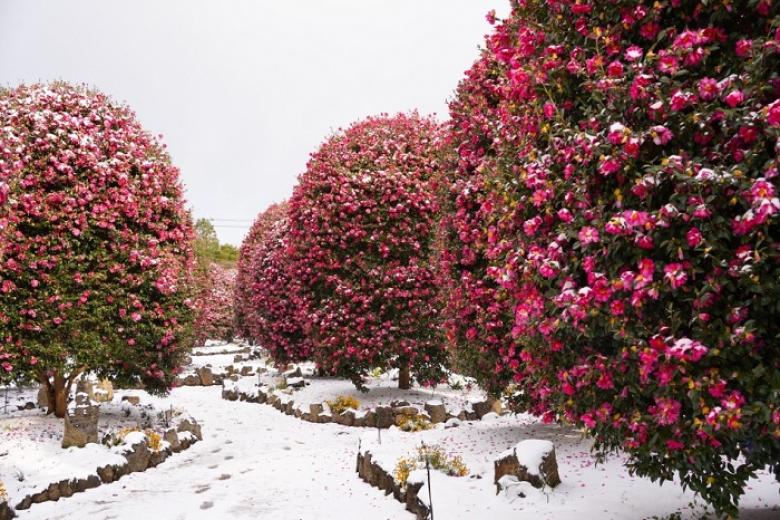 Camellia Hill