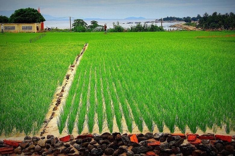 Cánh đồng tỏi