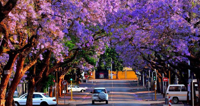 Check-in phượng tím tại thủ đô Pretoria