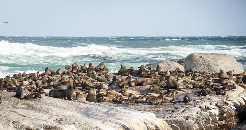 Du thuyền tham quan đảo Hải Cẩu Duikers Nam Phi