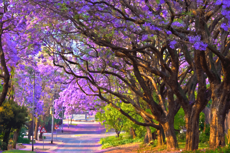 Nam Phi mùa phượng tím