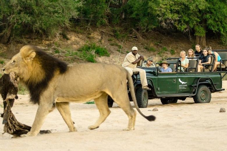 Safari game