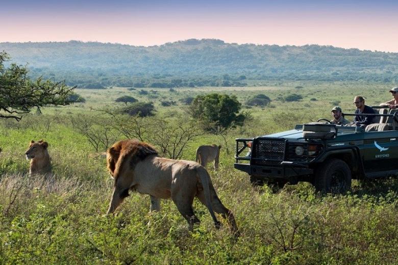 Safari game