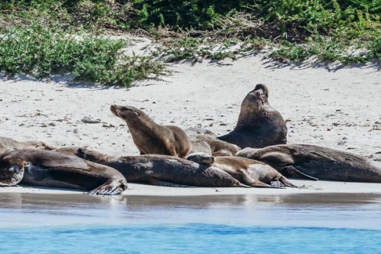 Seal Island
