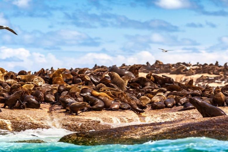 Seal Island