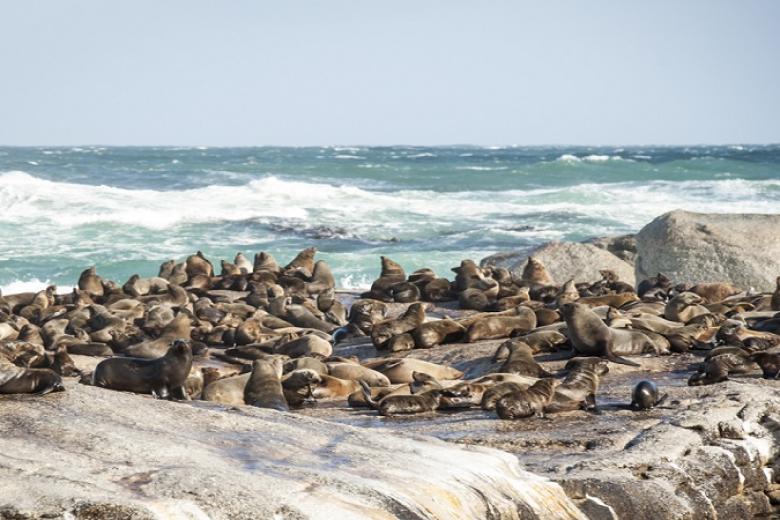 Seal Island