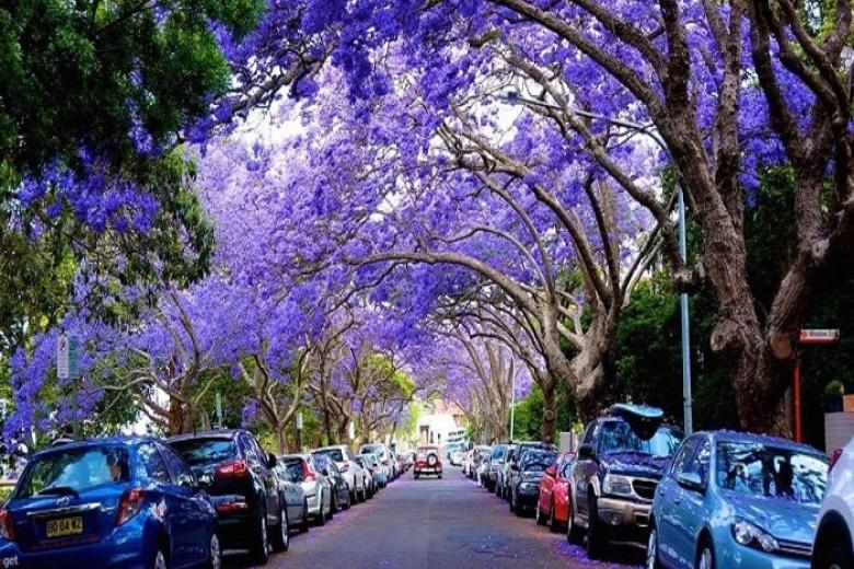 Thành phố thủ đô Pretoria