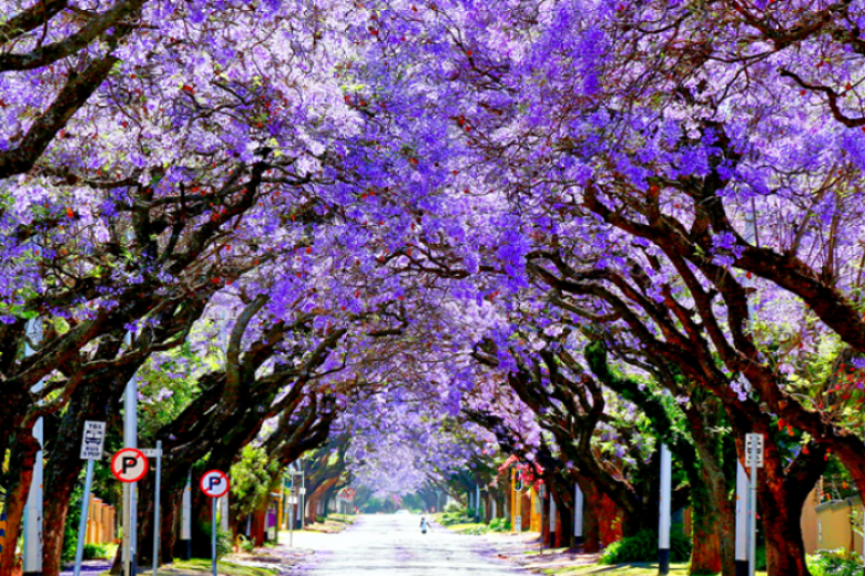 Thành phố thủ đô Pretoria
