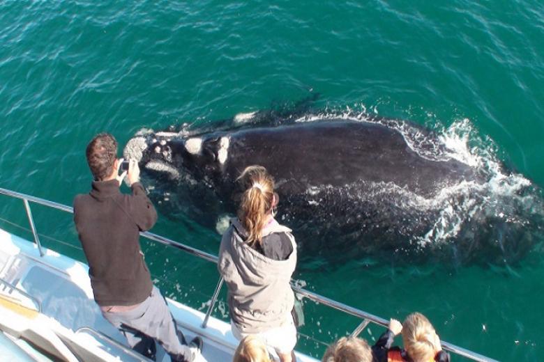 Trải nghiệm xem cá voi