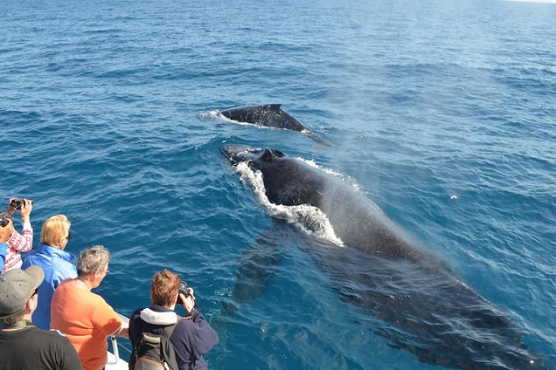 Trải nghiệm xem cá voi