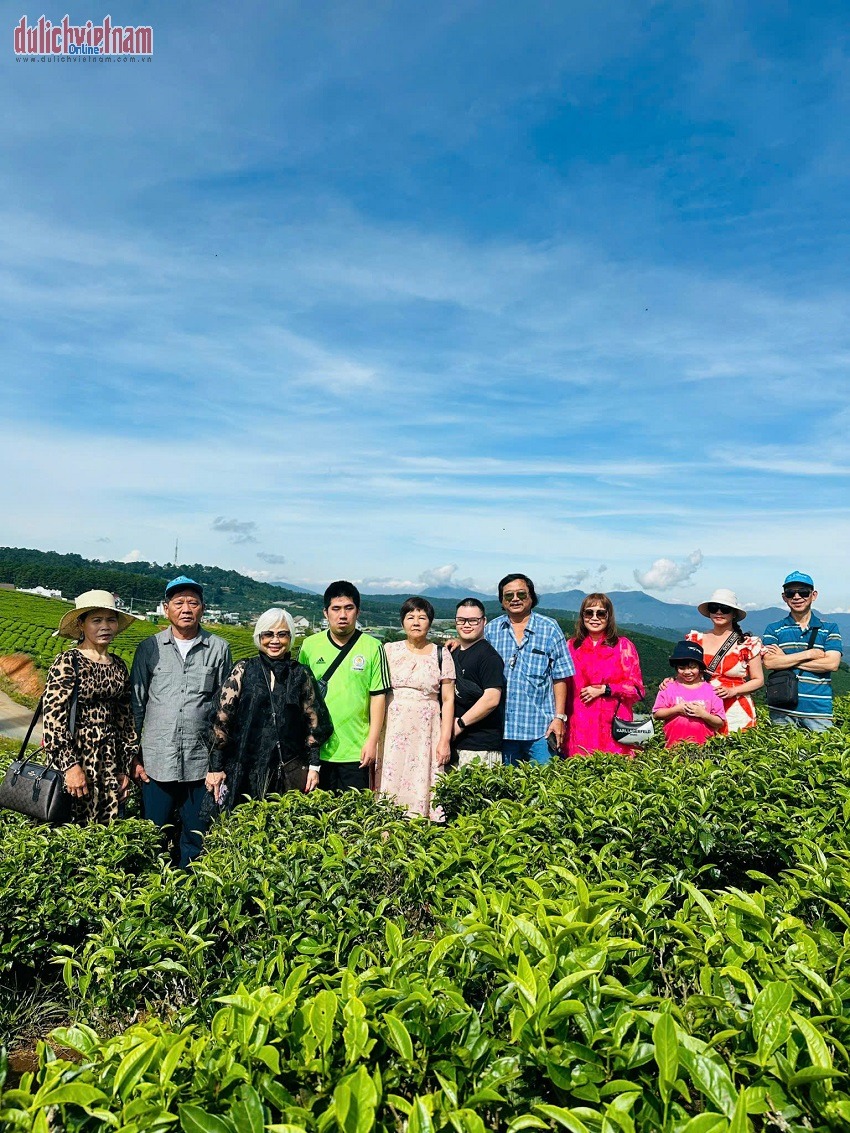 Đồi chè Cầu Đất