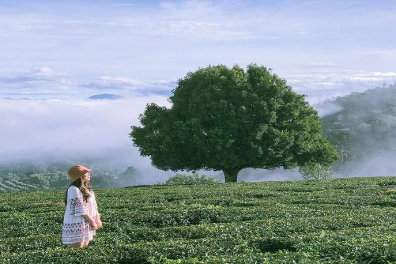Đồi chè Cầu Đất