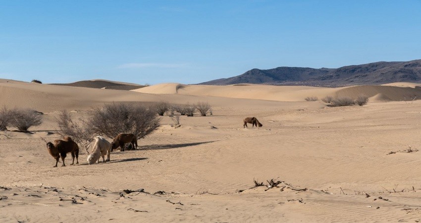 Cồn Cát Elsen Tasarkhai