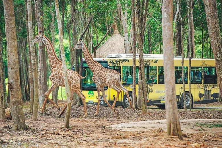 Vườn Thú Mở - Vinpearl Safari