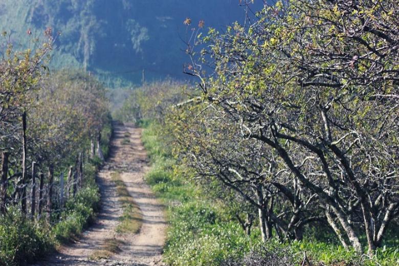 Thung lũng mận Nà Ka