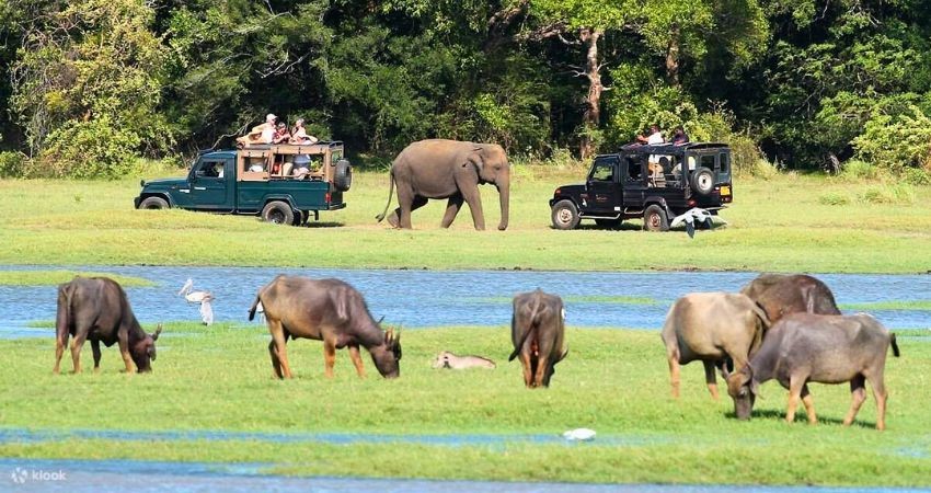 Tour Safari Công viên quốc gia Minneriya