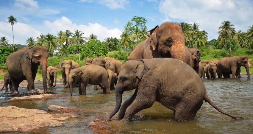 Trại bảo tồn voi Pinnawala là nơi chăm sóc và bảo tồn những cá thể voi bị thương, voi mồ côi
