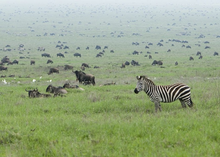 Vườn quốc gia Serengeti 