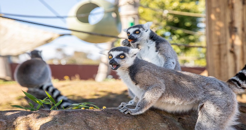 Sydney Zoo