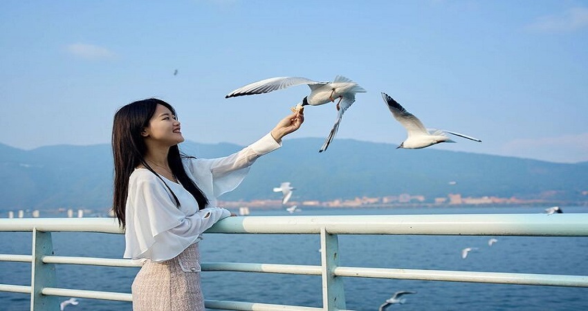 Trải nghiệm đi phà cho hải âu ăn