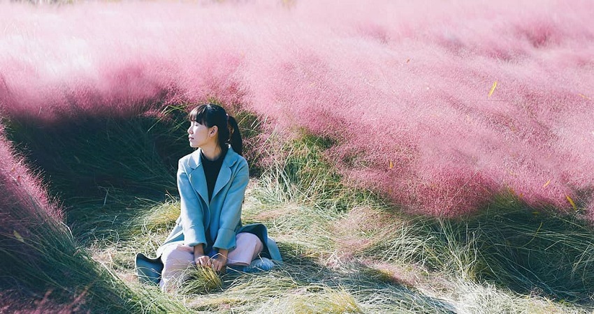 Cỏ hồng Muhly (Muhlenbergia capillaris)